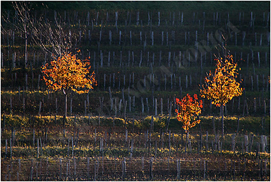 Suzana_otar_kompozicija_10-2011-f