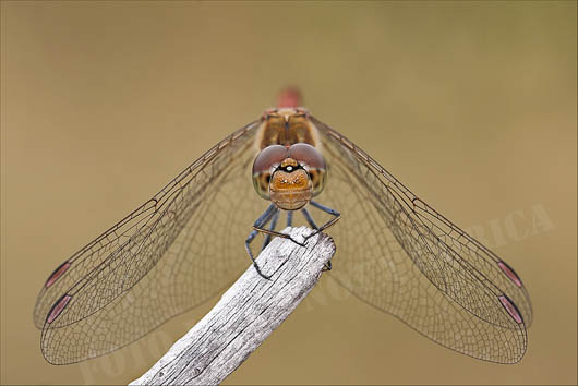 Simon Kovacic B2 Dragonfly